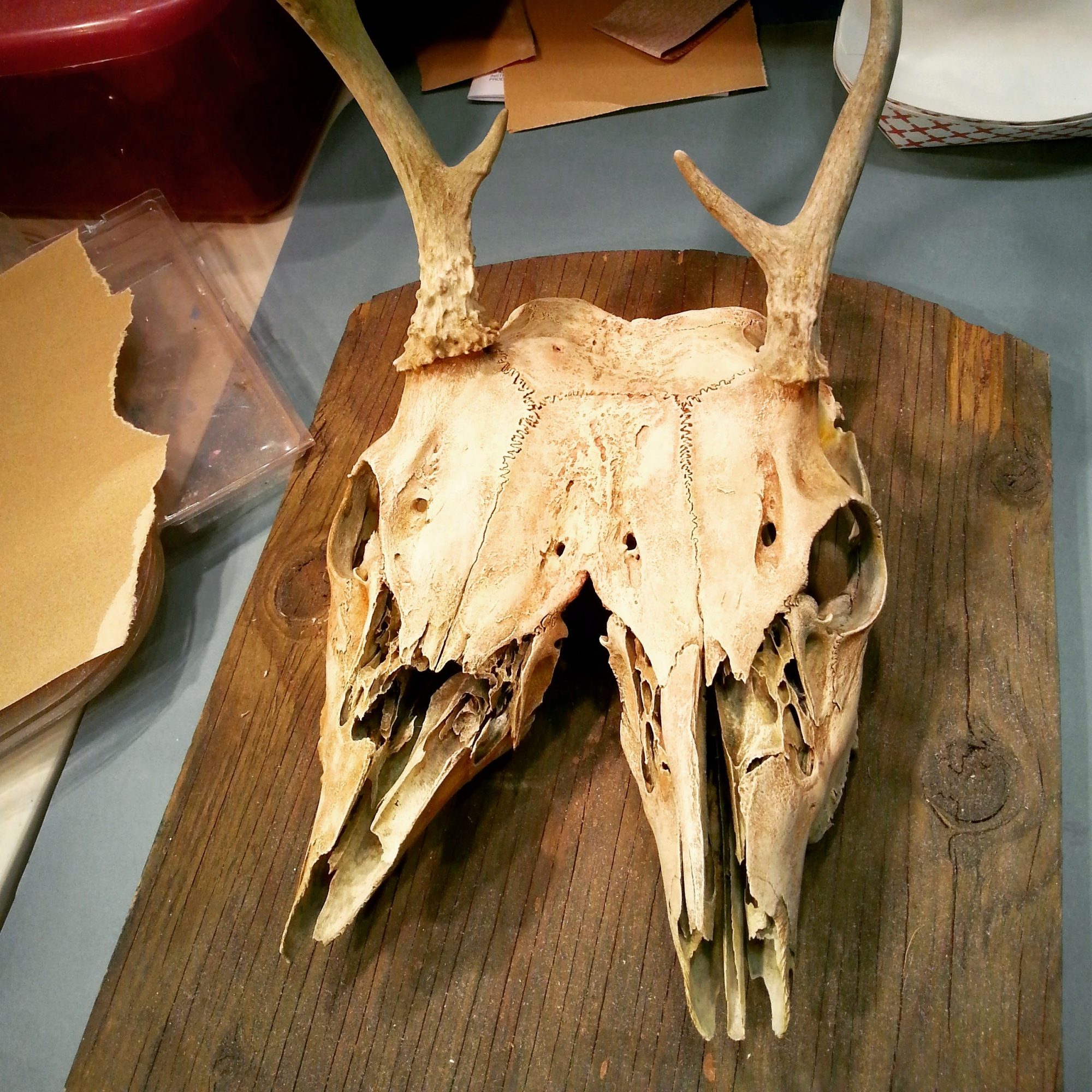 two headed deer skull freak of nature sideshow