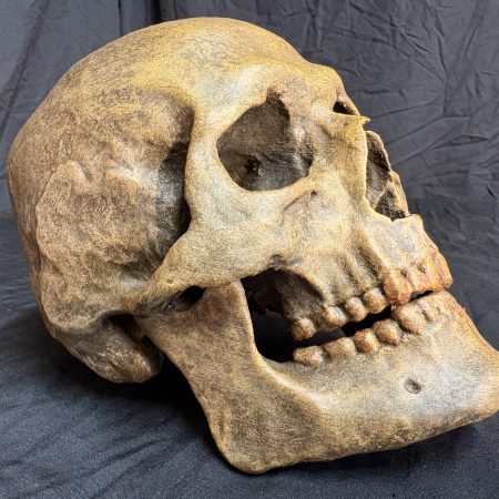 Human skull replica prop